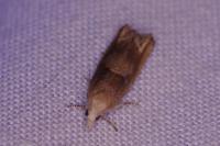 Eucosma conterminana