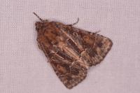 Thalpophila matura