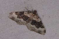 Epirrhoe galiata