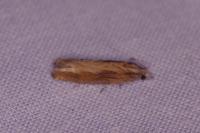Eucosma obumbratana