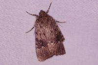 Amphipyra pyramidea