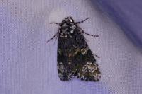 Craniophora ligustri