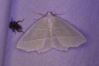Campaea margaritaria