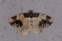 Ligdia adustata