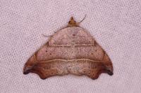 Laspeyria flexula