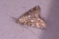 Elophila nymphaeata