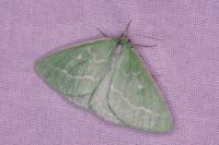 Thetidia smaragdaria