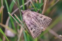 Tholera decimalis