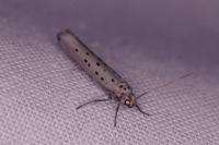 Yponomeuta sedella