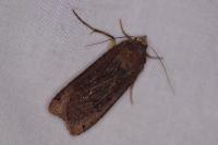 Noctua pronuba