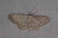 Idaea seriata