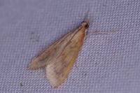 Udea ferrugalis