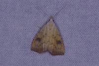 Rivula sericealis
