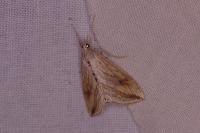 Evergestis forficalis