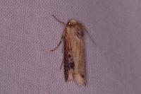 Axylia putris