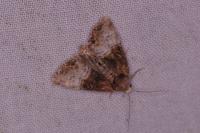 Mesoligia furuncula