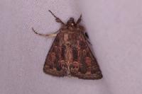 Thalpophila matura
