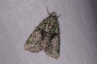 Cryphia algae