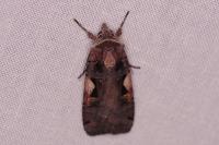 Xestia c-nigrum