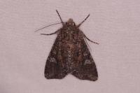 Mamestra brassicae
