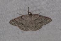 Pseudoterpna coronillaria