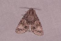 Acronicta megacephala