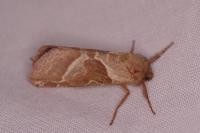 Triodia sylvina