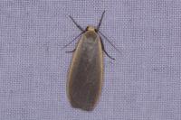 Collita griseola