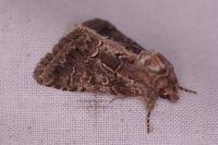 Thalpophila matura