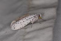 Yponomeuta