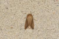 Sesamia nonagrioides