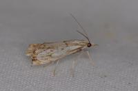 Catoptria falsella