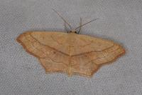 Scopula imitaria