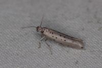 Yponomeuta sedella