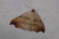 Laspeyria flexula