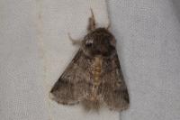 Thaumetopoea processionea