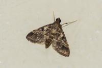 Duponchelia fovealis