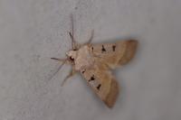 Eugnorisma glareosa