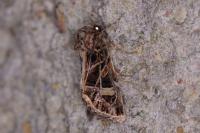 Leucochlaena oditis