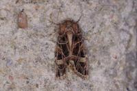 Leucochlaena oditis