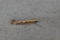 Plutella xylostella
