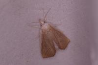 Calamotropha paludella