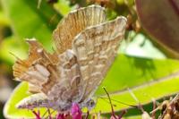Cacyreus marshalli