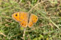Lasiommata megera