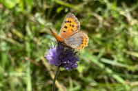 Lycaena phlaeas