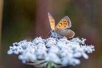 Lycaena phlaeas