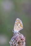 Aricia agestis