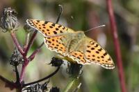 Issoria lathonia