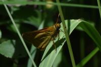 Ochlodes sylvanus