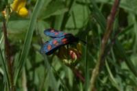 Zygaena trifolii
